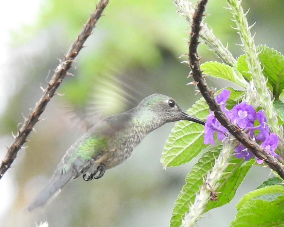 Scaly-breasted Hummingbird - Jeffrey C and Teresa B Freedman