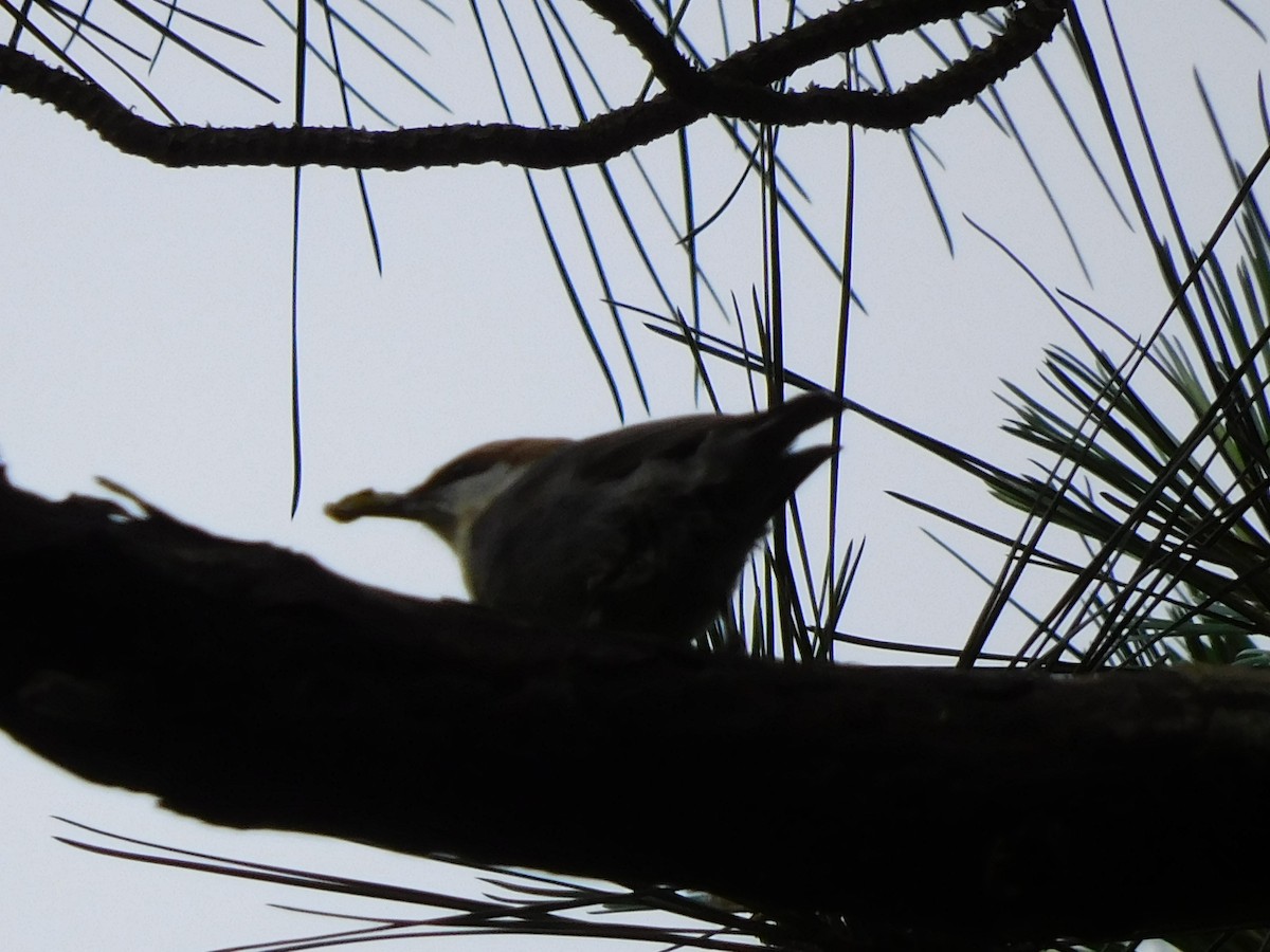 Brown-headed Nuthatch - Charles Chu