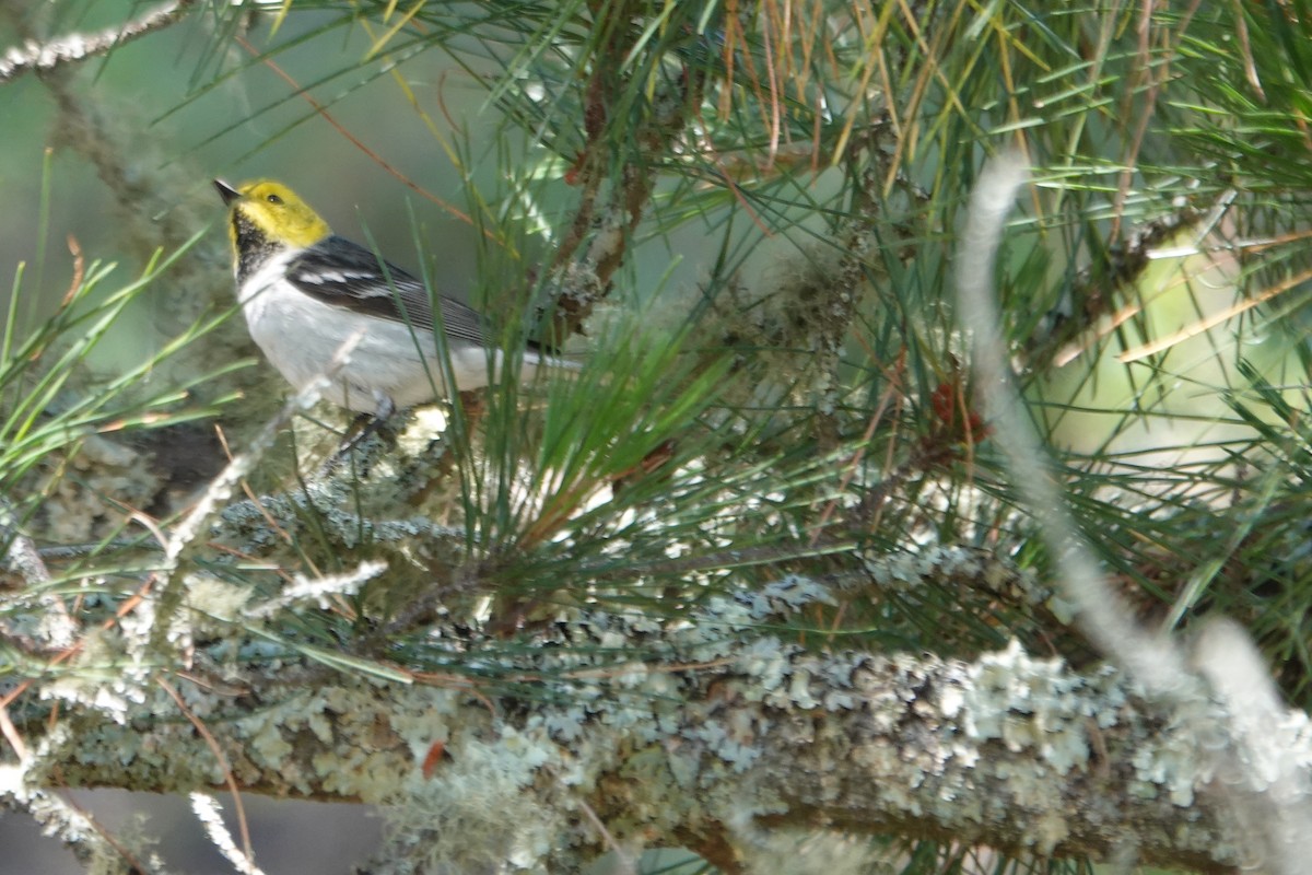 Hermit Warbler - ML619092729