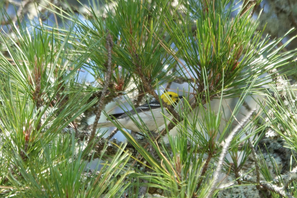 Hermit Warbler - ML619092732