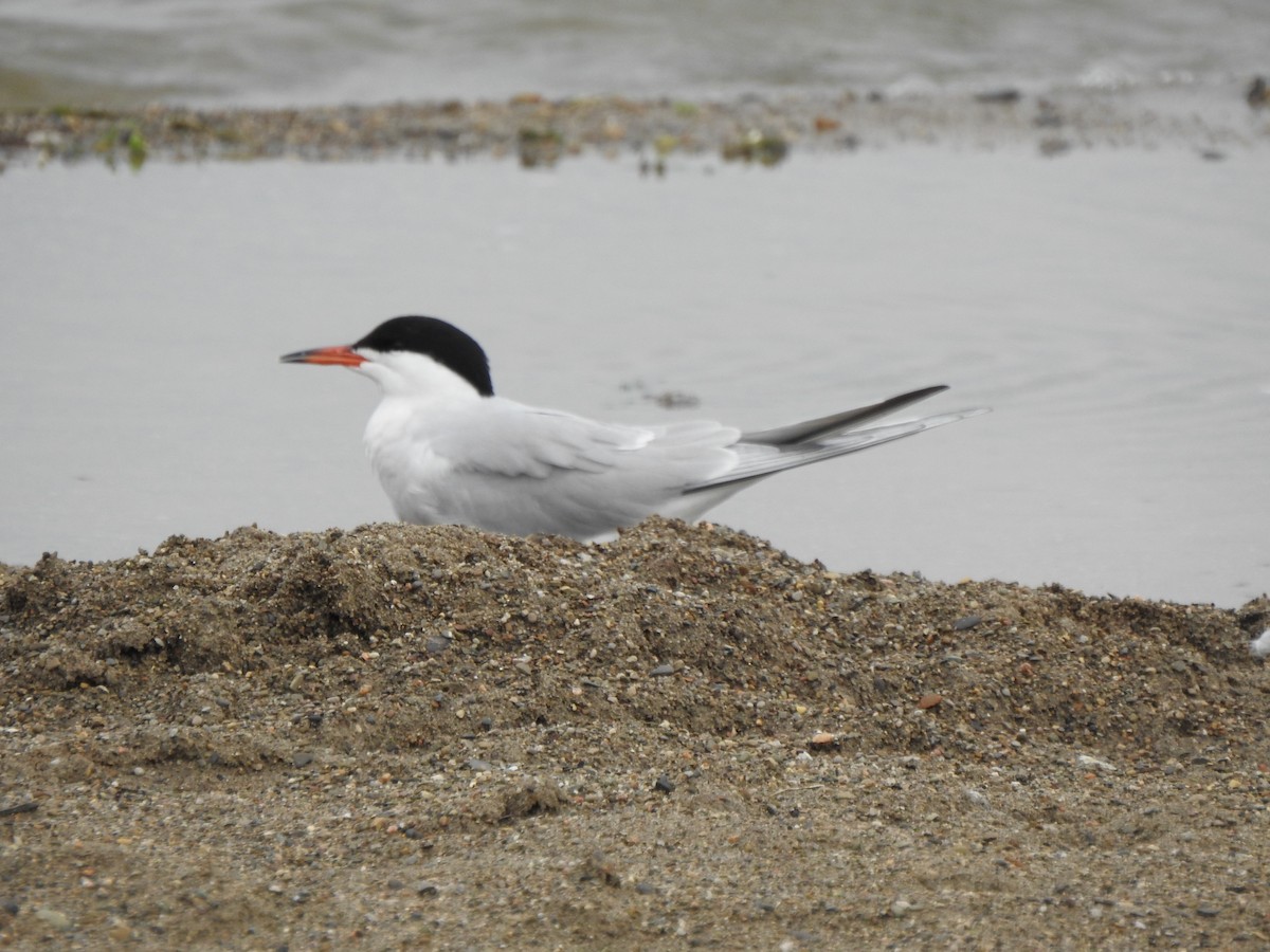 Common Tern - Ron Marek
