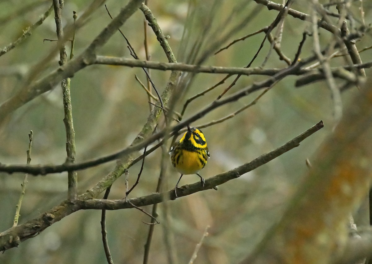 Townsend's Warbler - ML619092740