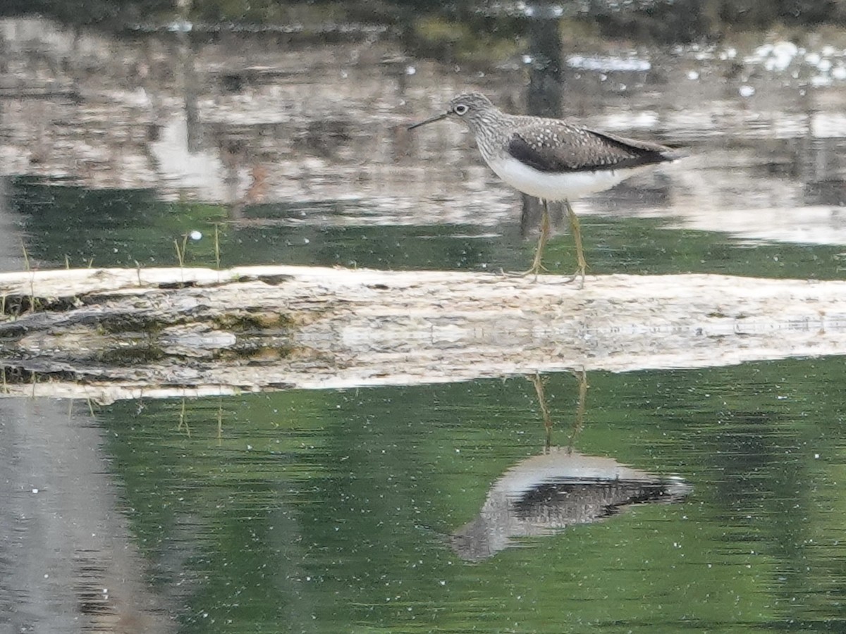 Solitary Sandpiper - ML619092754