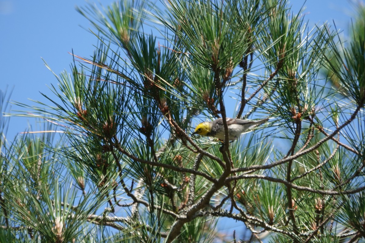 Hermit Warbler - ML619092756