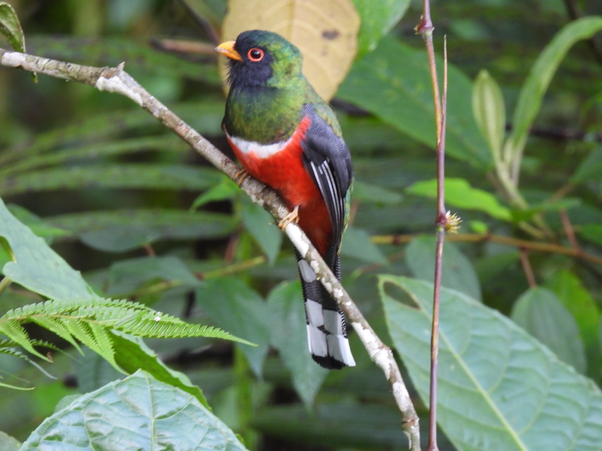 Masked Trogon - ML619092761