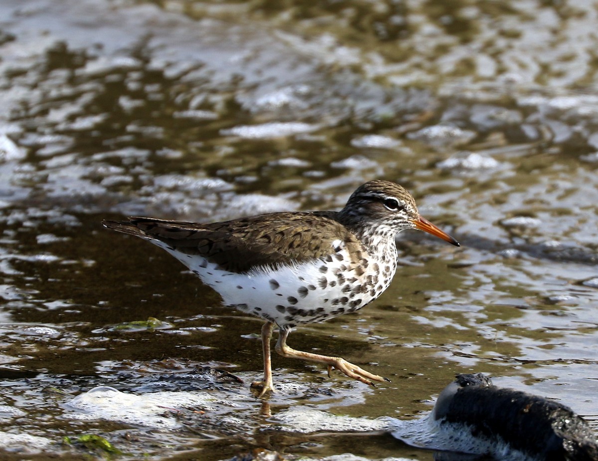 Spotted Sandpiper - Mike Fung