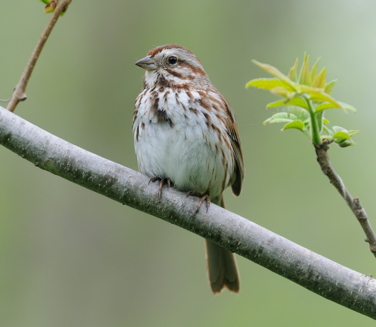 Song Sparrow - Rod MacDonald