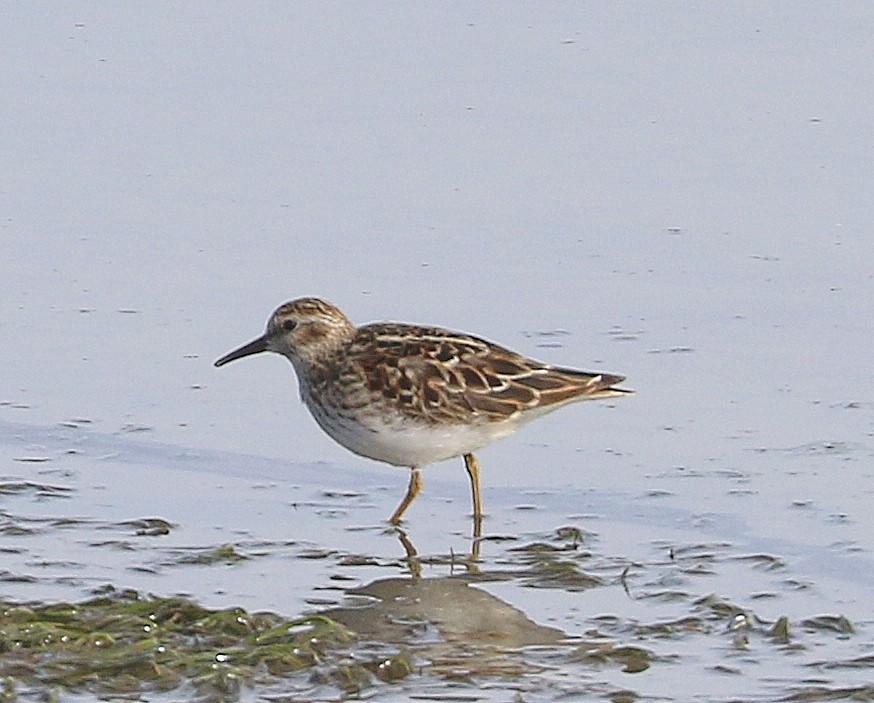 Least Sandpiper - Mike Fung