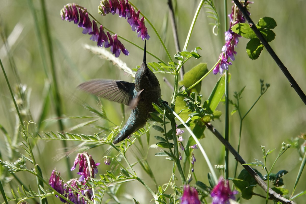 Anna's Hummingbird - Erica Rutherford/ John Colbert