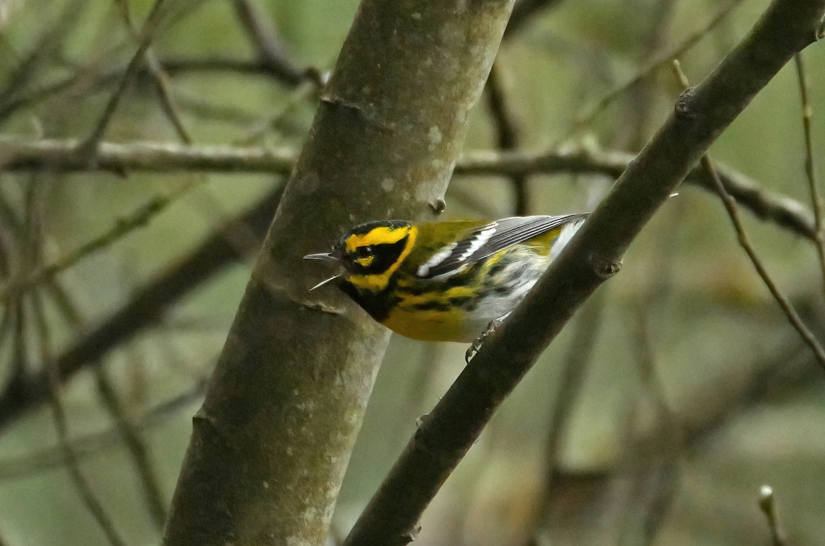 Townsend's Warbler - Steve Young