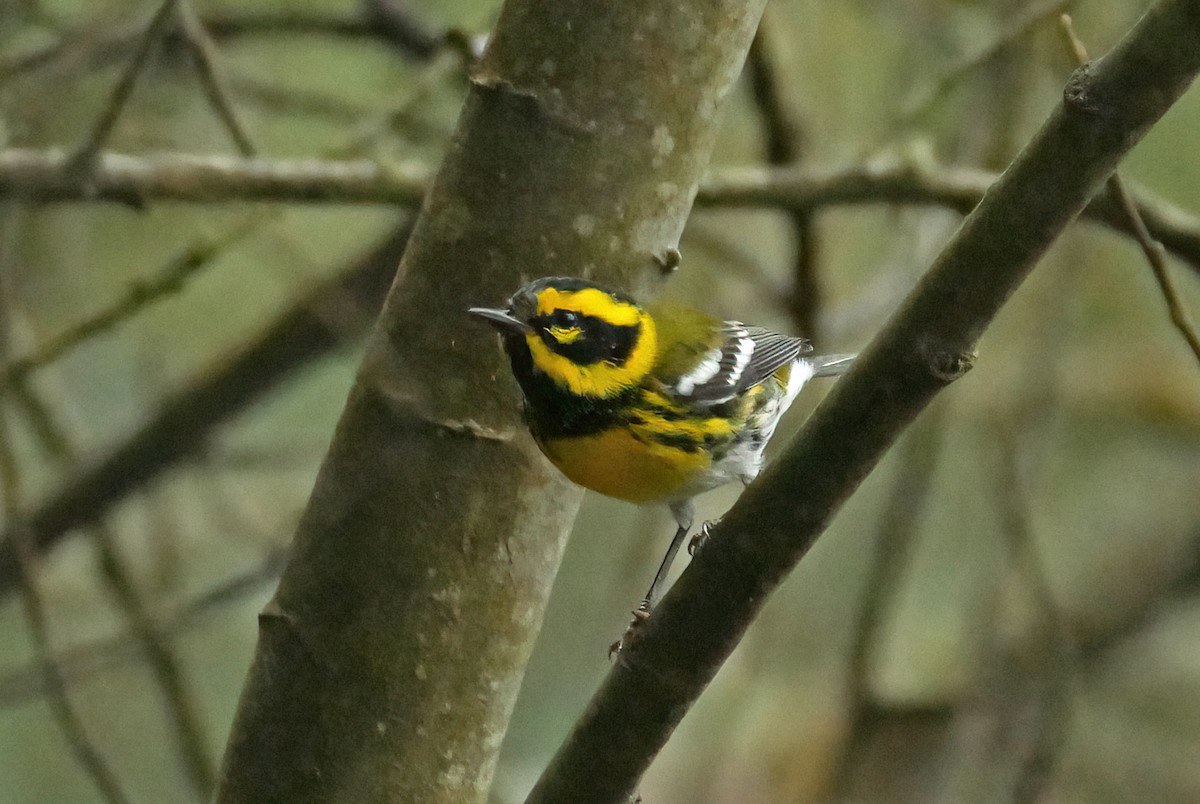 Townsend's Warbler - Steve Young