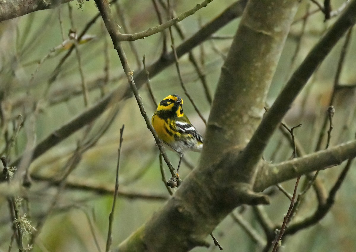 Townsend's Warbler - Steve Young