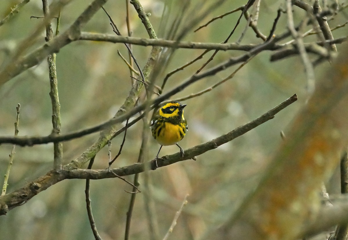 Townsend's Warbler - ML619092799