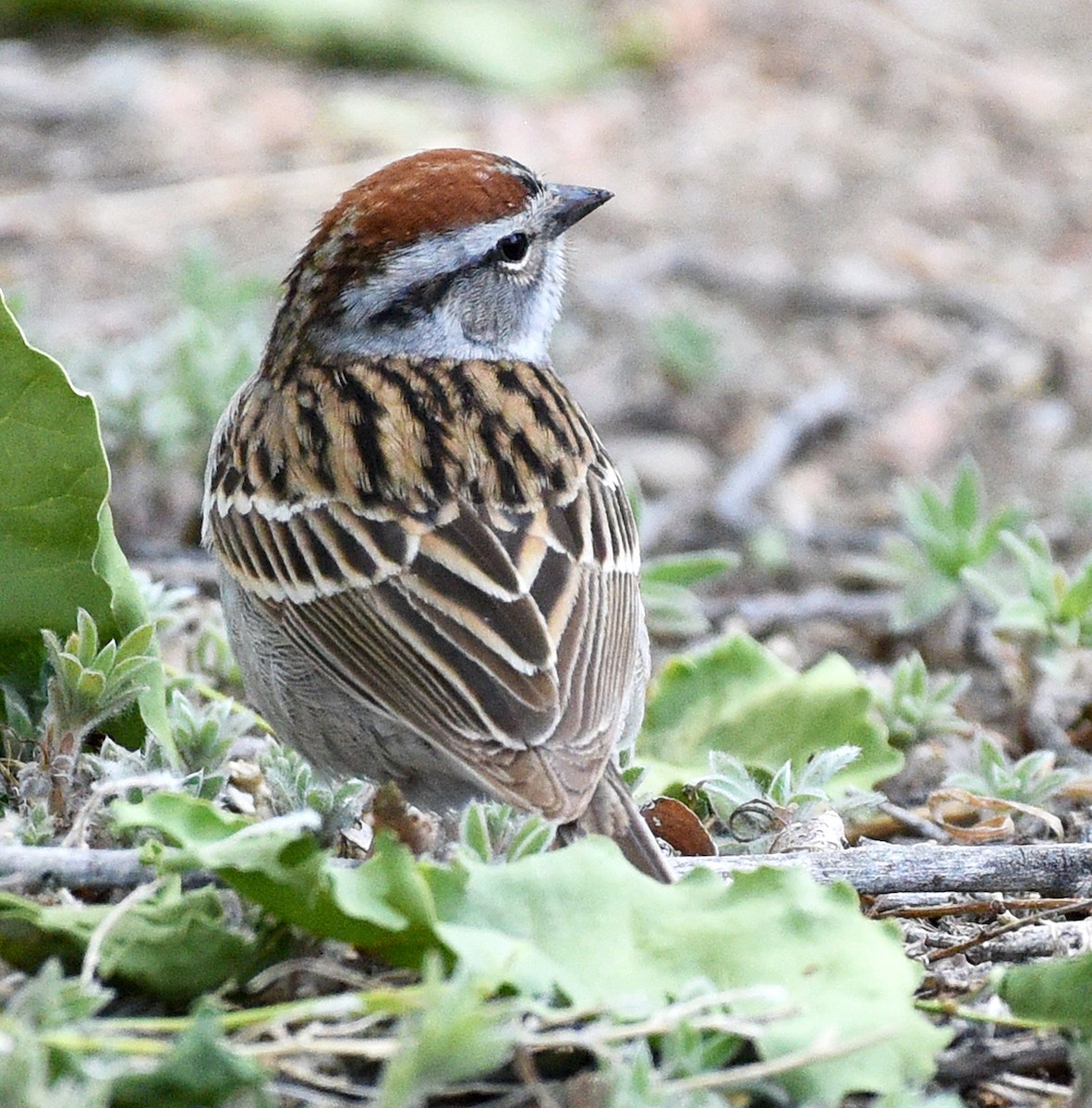 Chipping Sparrow - ML619092801