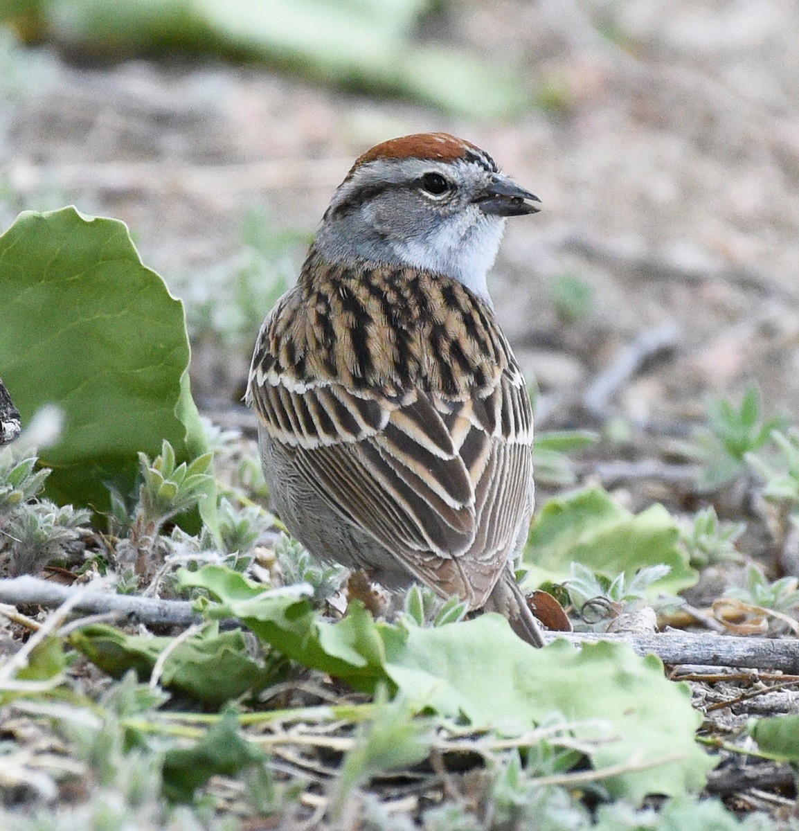 Chipping Sparrow - ML619092802