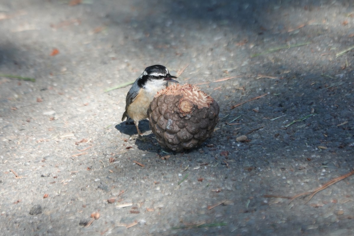 Red-breasted Nuthatch - ML619092809