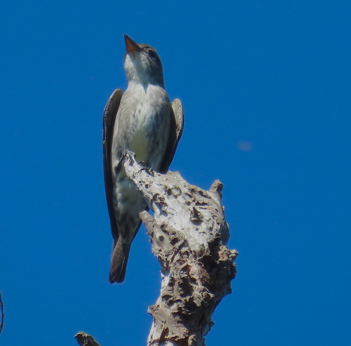 Olive-sided Flycatcher - Sami LaRocca