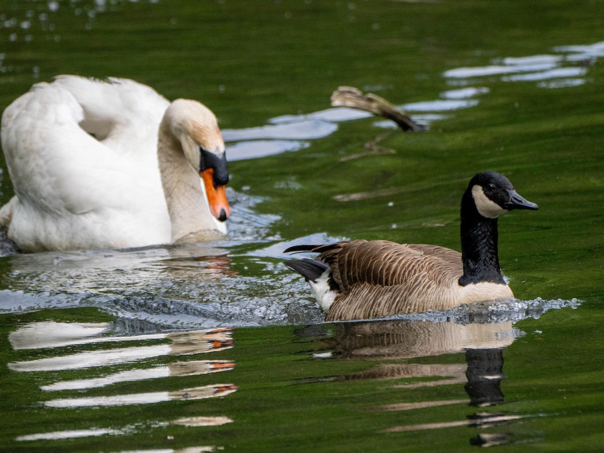 Mute Swan - Gerald McGee