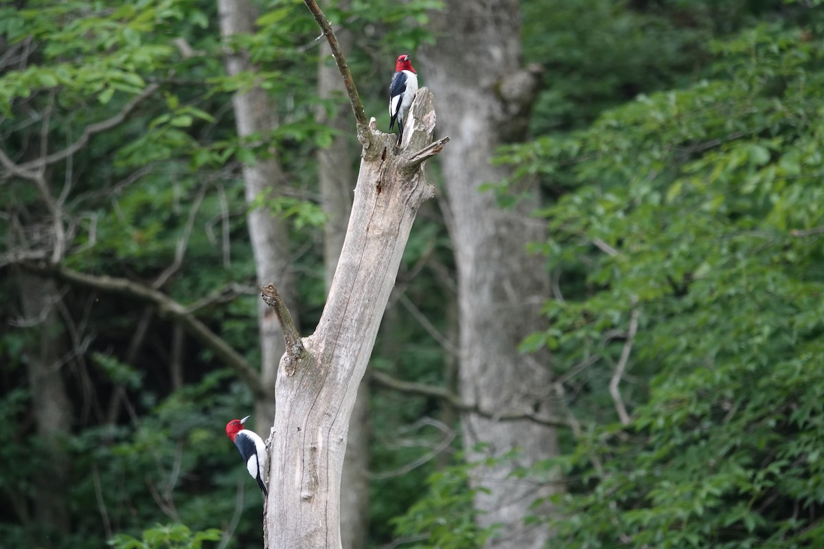 Red-headed Woodpecker - ML619092843