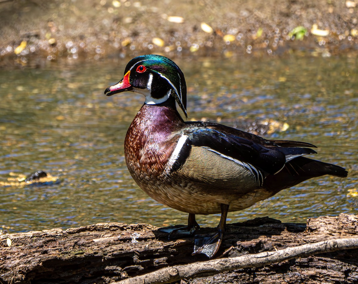 Wood Duck - Gerald McGee