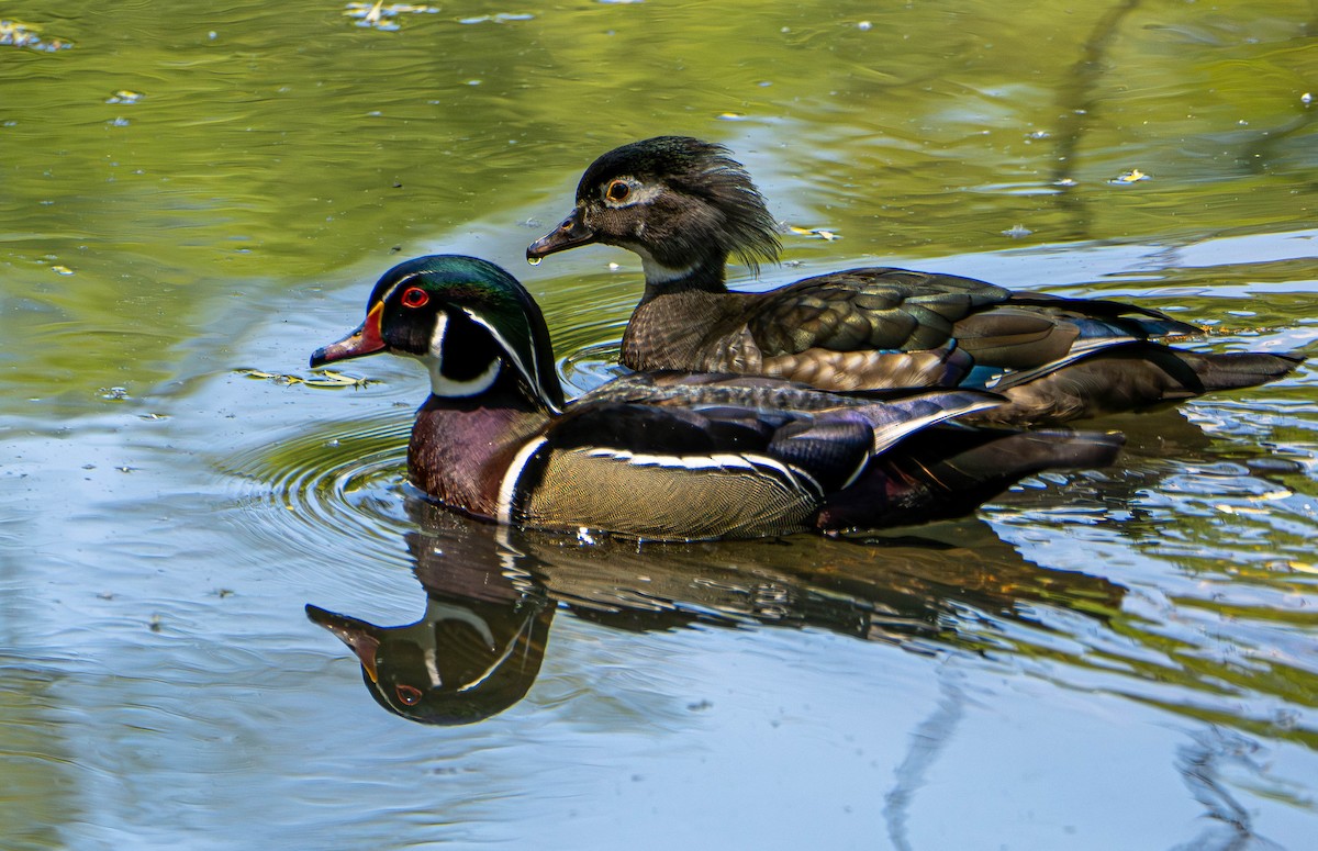 Wood Duck - Gerald McGee