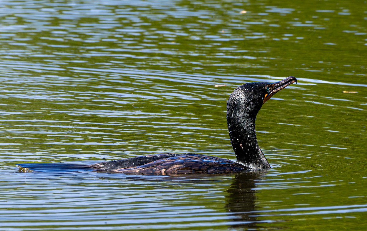 Double-crested Cormorant - Gerald McGee
