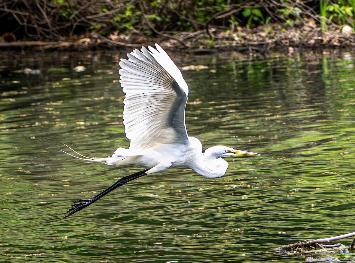 Great Egret - Gerald McGee