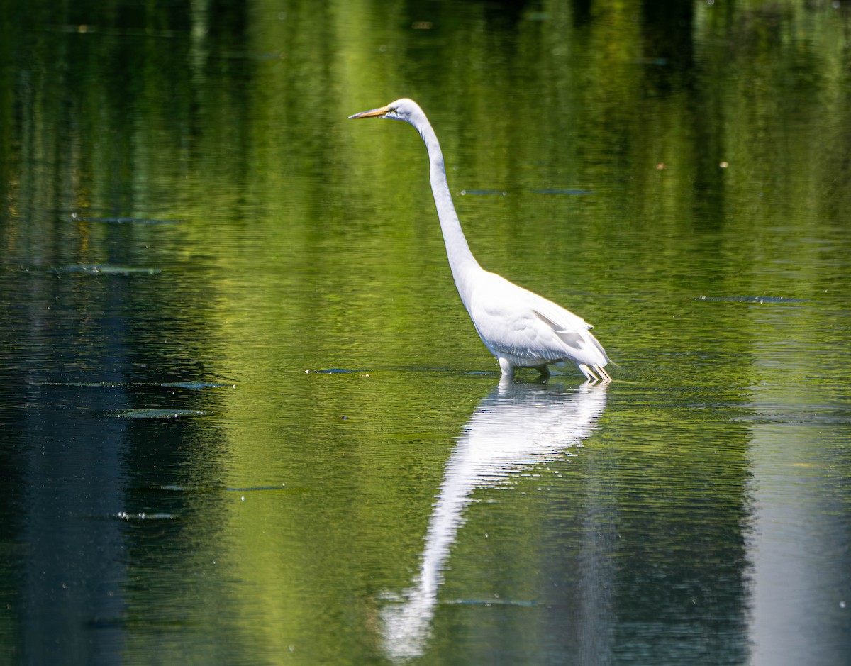 Great Egret - Gerald McGee