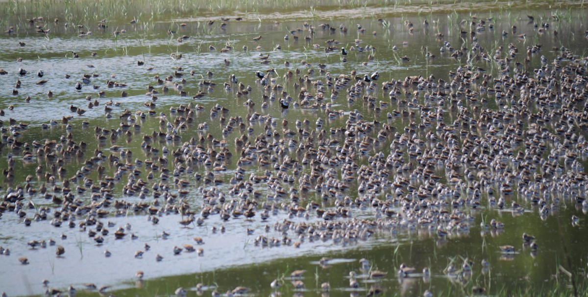 Dunlin - ML619092880