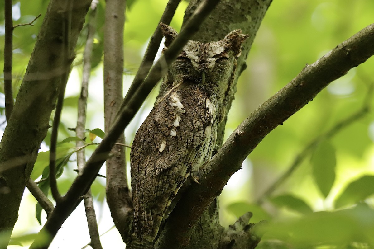 Eastern Screech-Owl - ML619092887