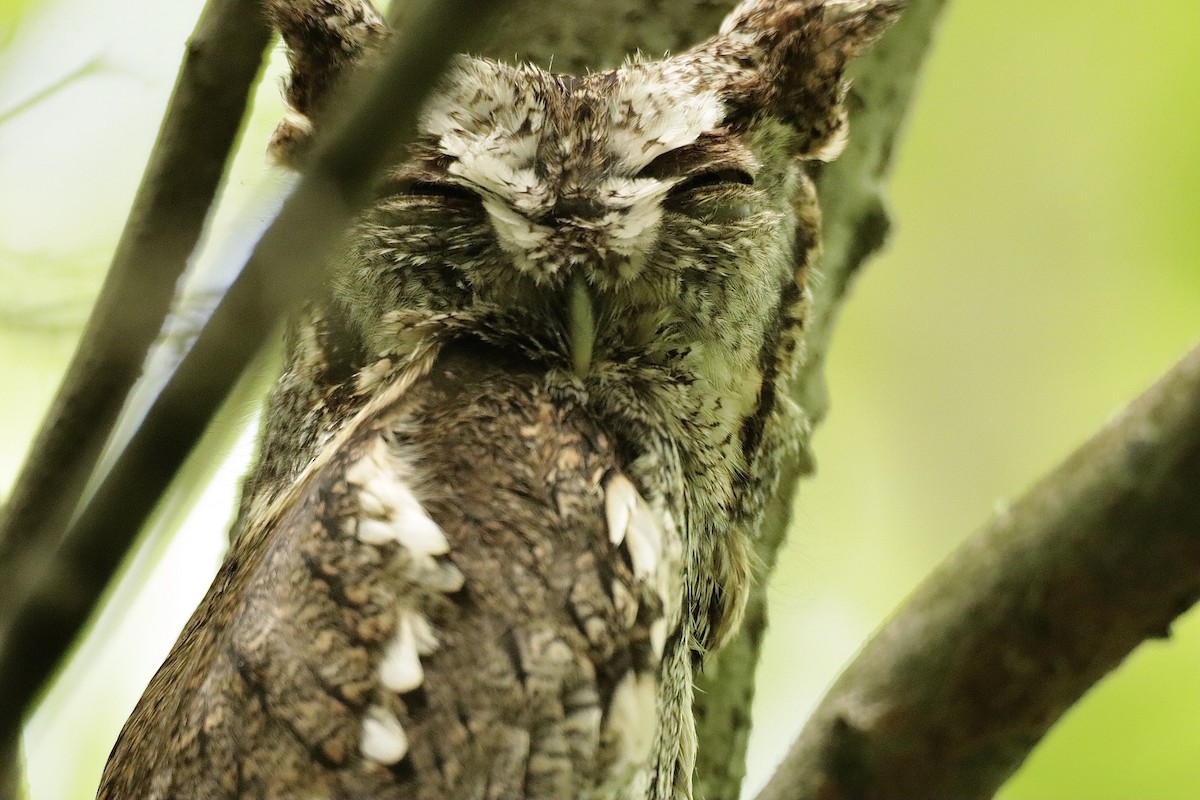 Eastern Screech-Owl - ML619092888