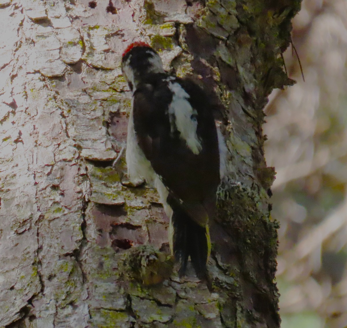 Hairy Woodpecker (Pacific) - Sami LaRocca