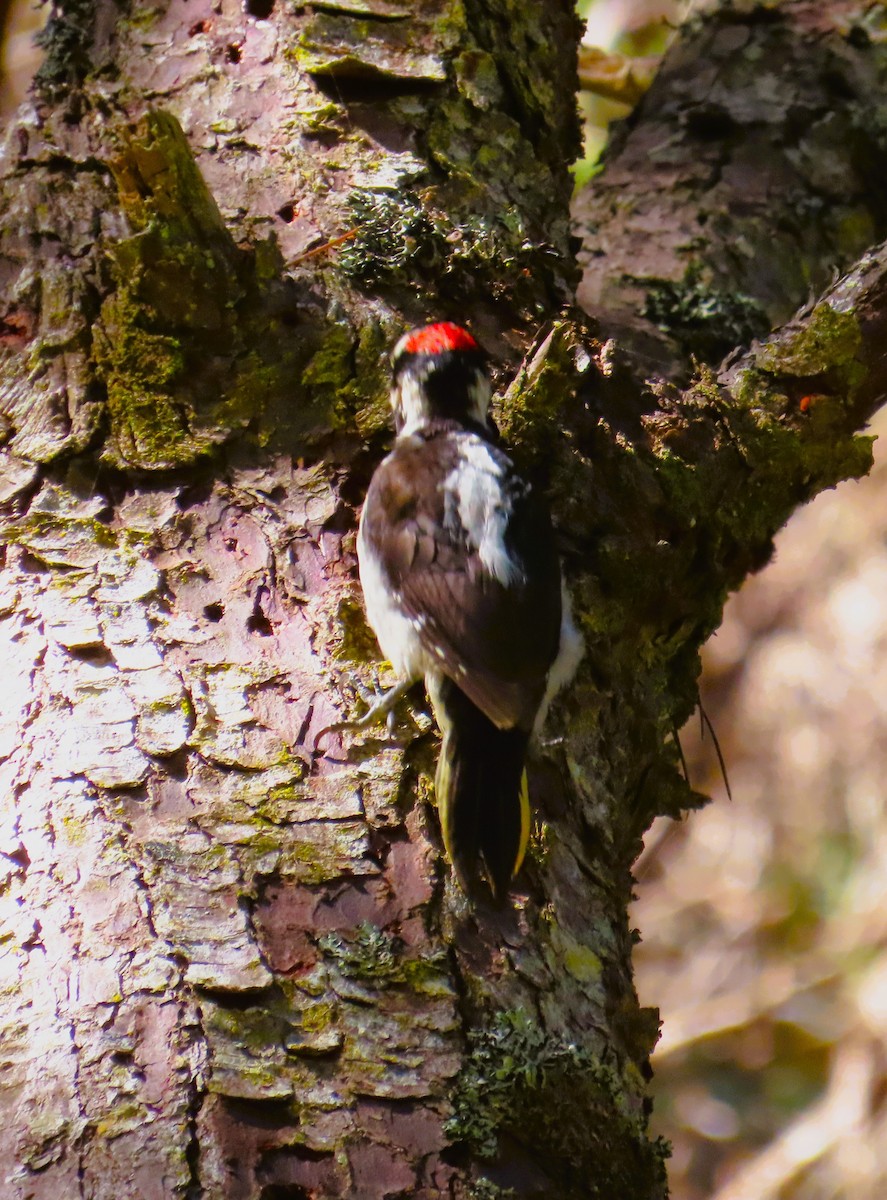 Hairy Woodpecker (Pacific) - Sami LaRocca
