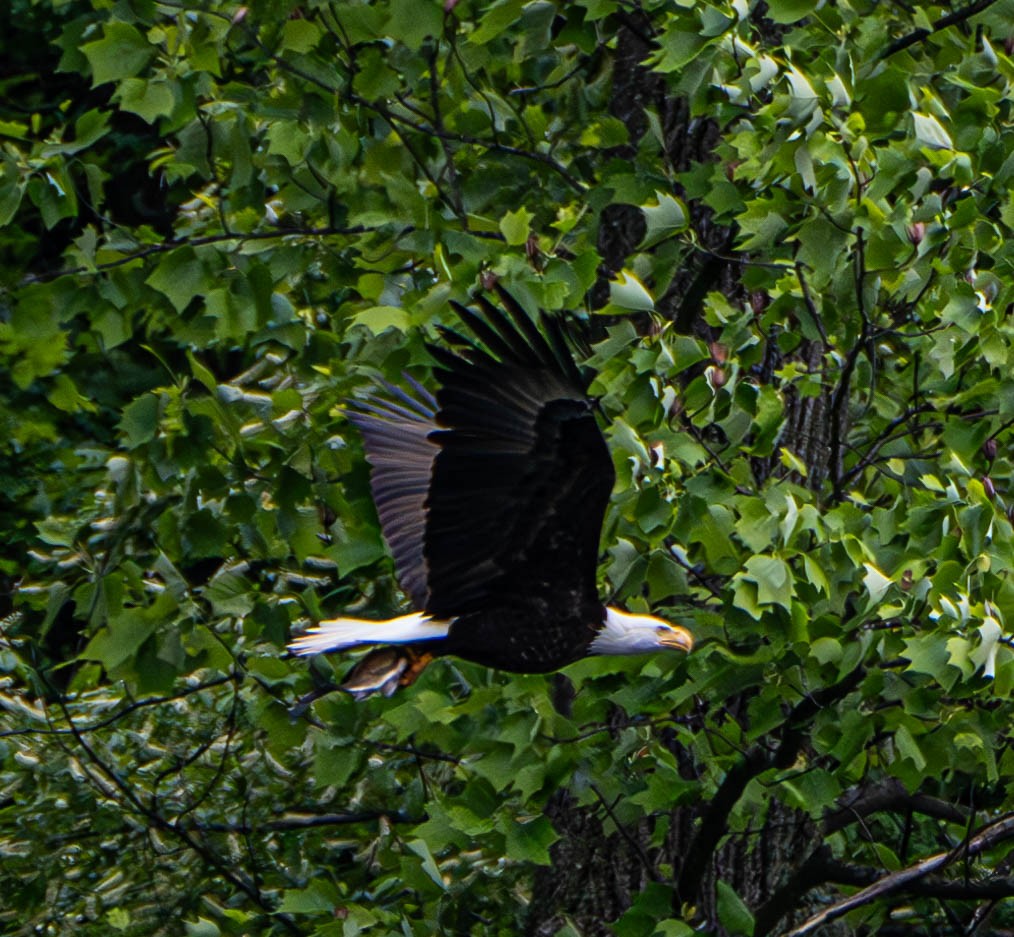 Bald Eagle - Gerald McGee