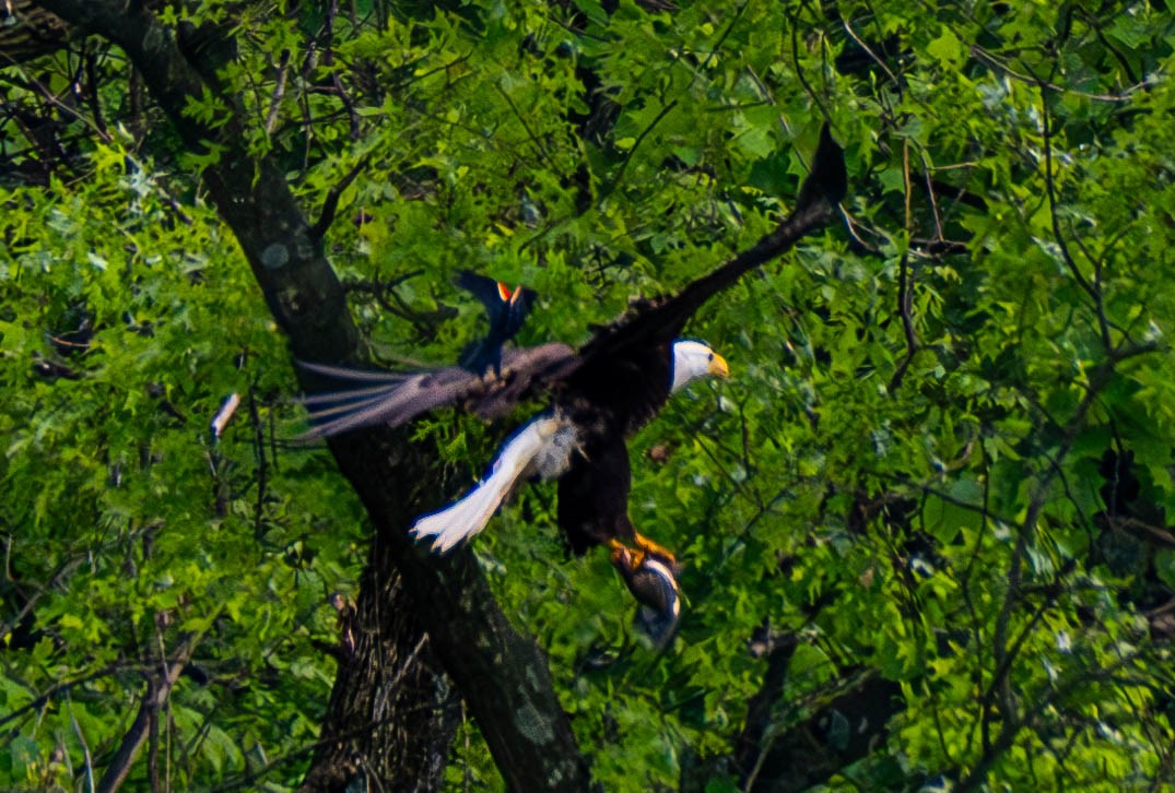 Bald Eagle - Gerald McGee