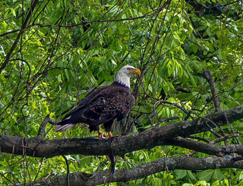 Bald Eagle - Gerald McGee