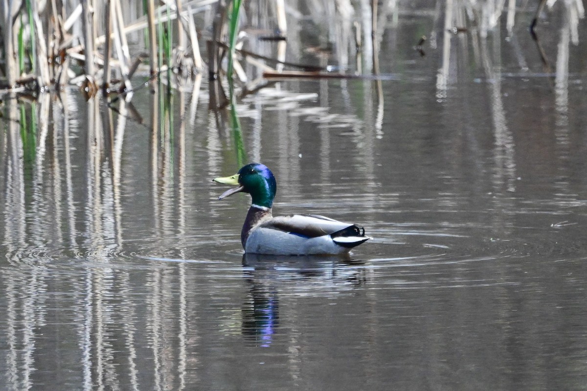 Mallard - ML619092917