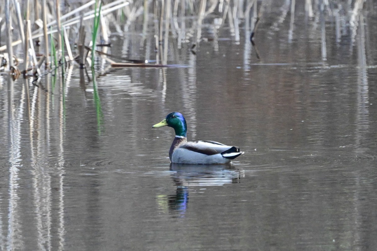 Mallard - ML619092918