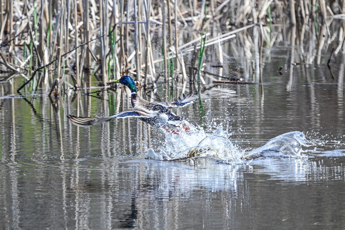 Mallard - ML619092919