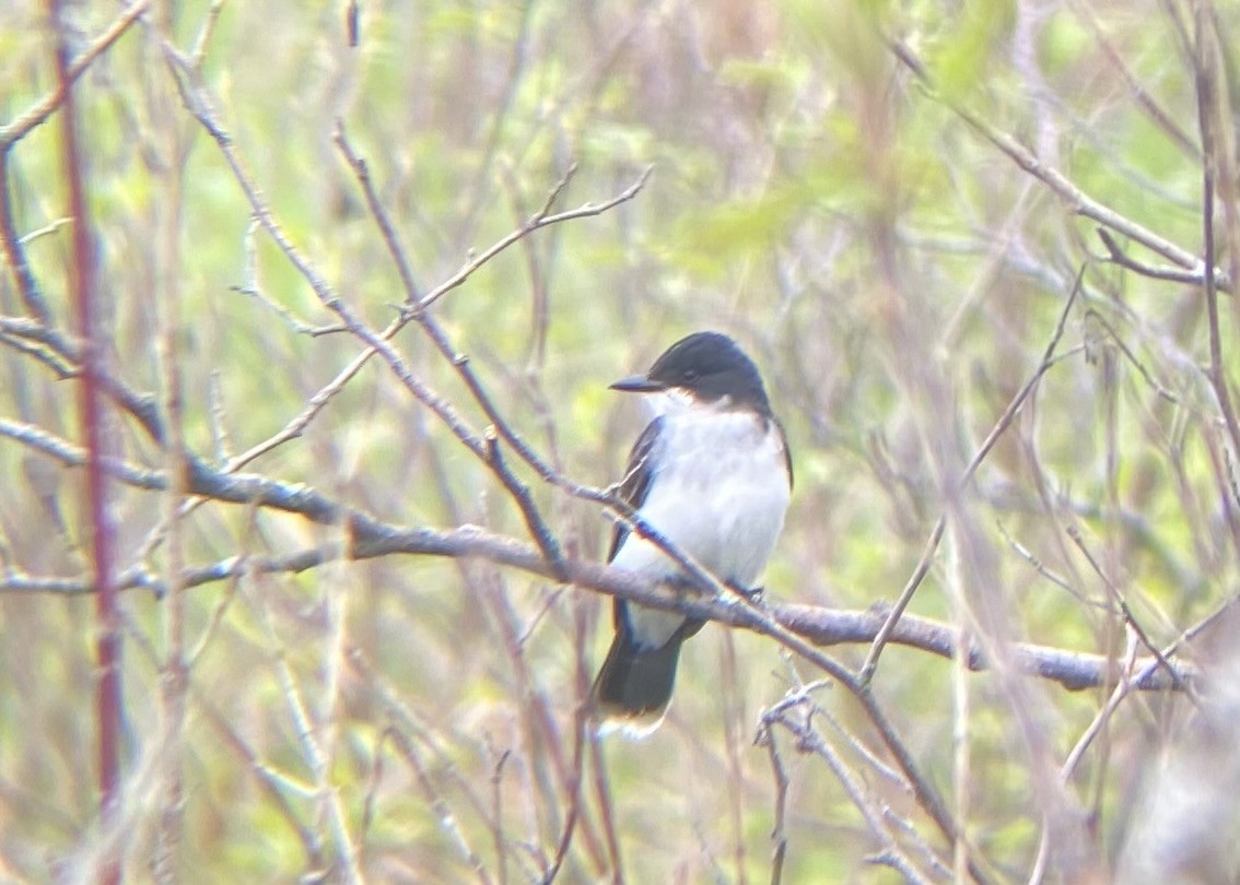 Eastern Kingbird - Emilia G.