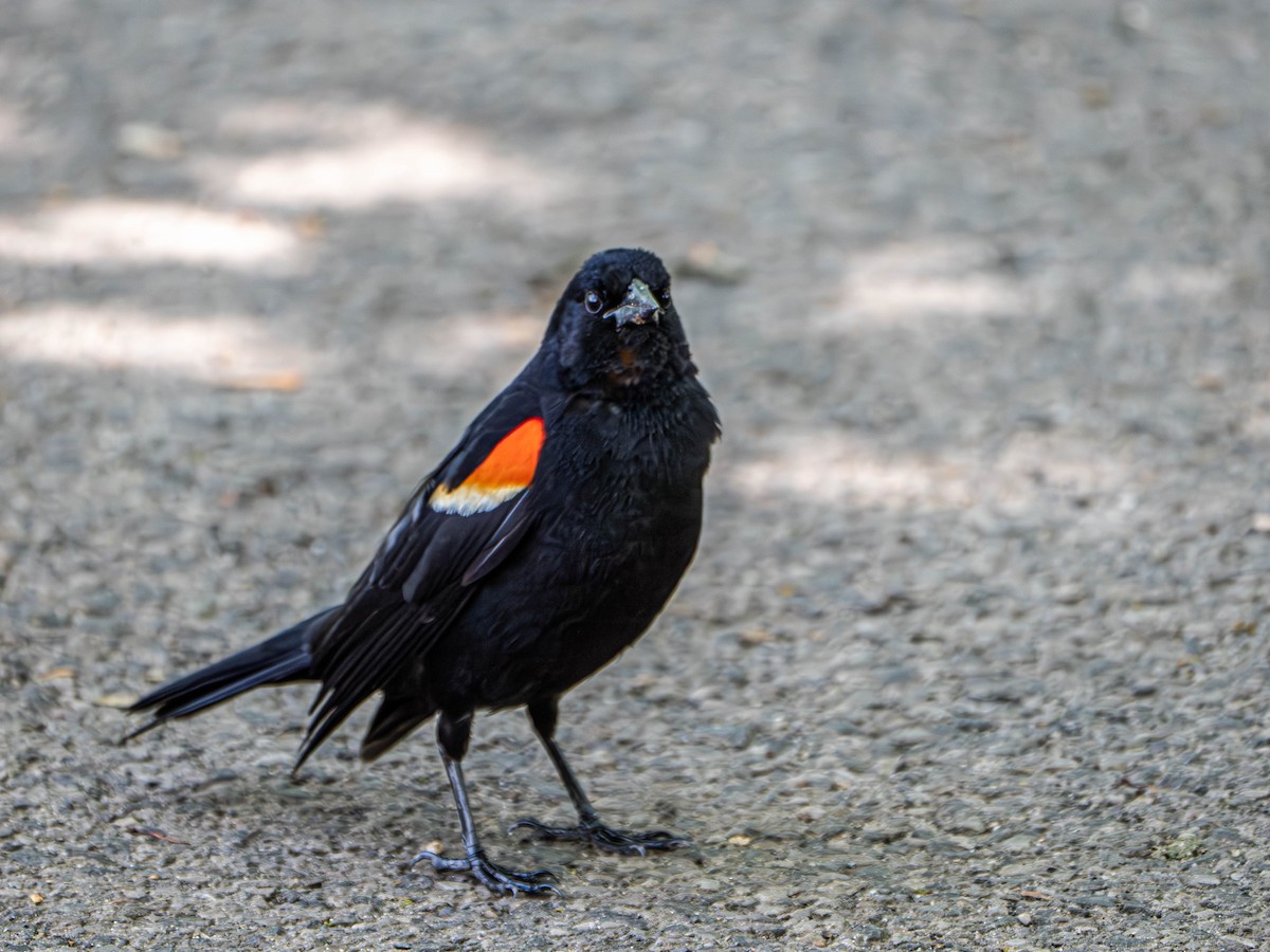 Red-winged Blackbird - Gerald McGee