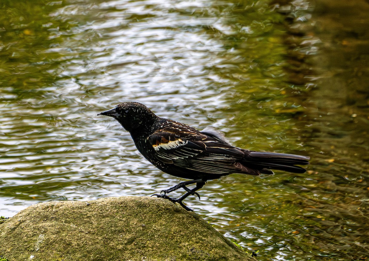 Red-winged Blackbird - Gerald McGee