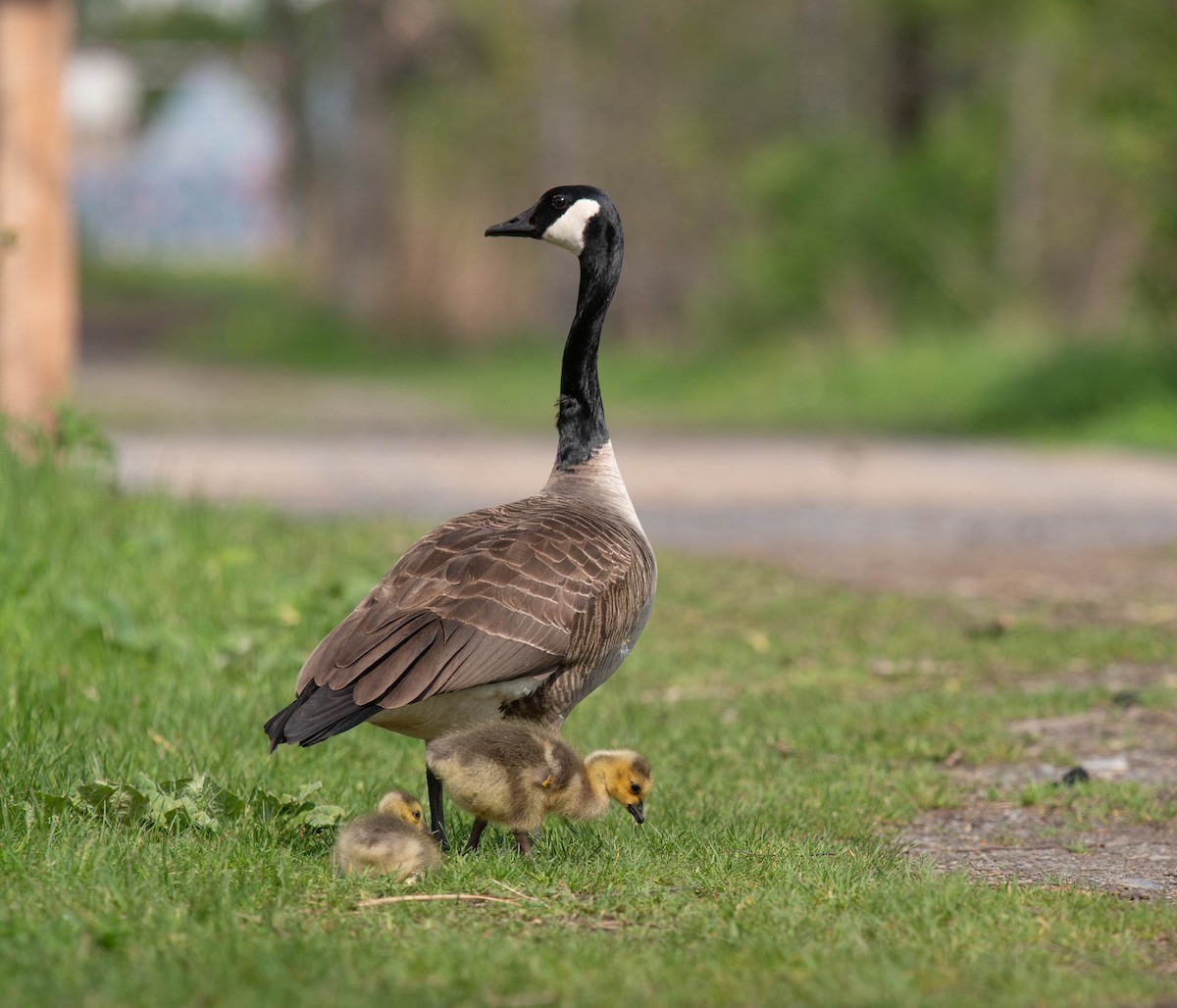 Canada Goose - Marina Germain