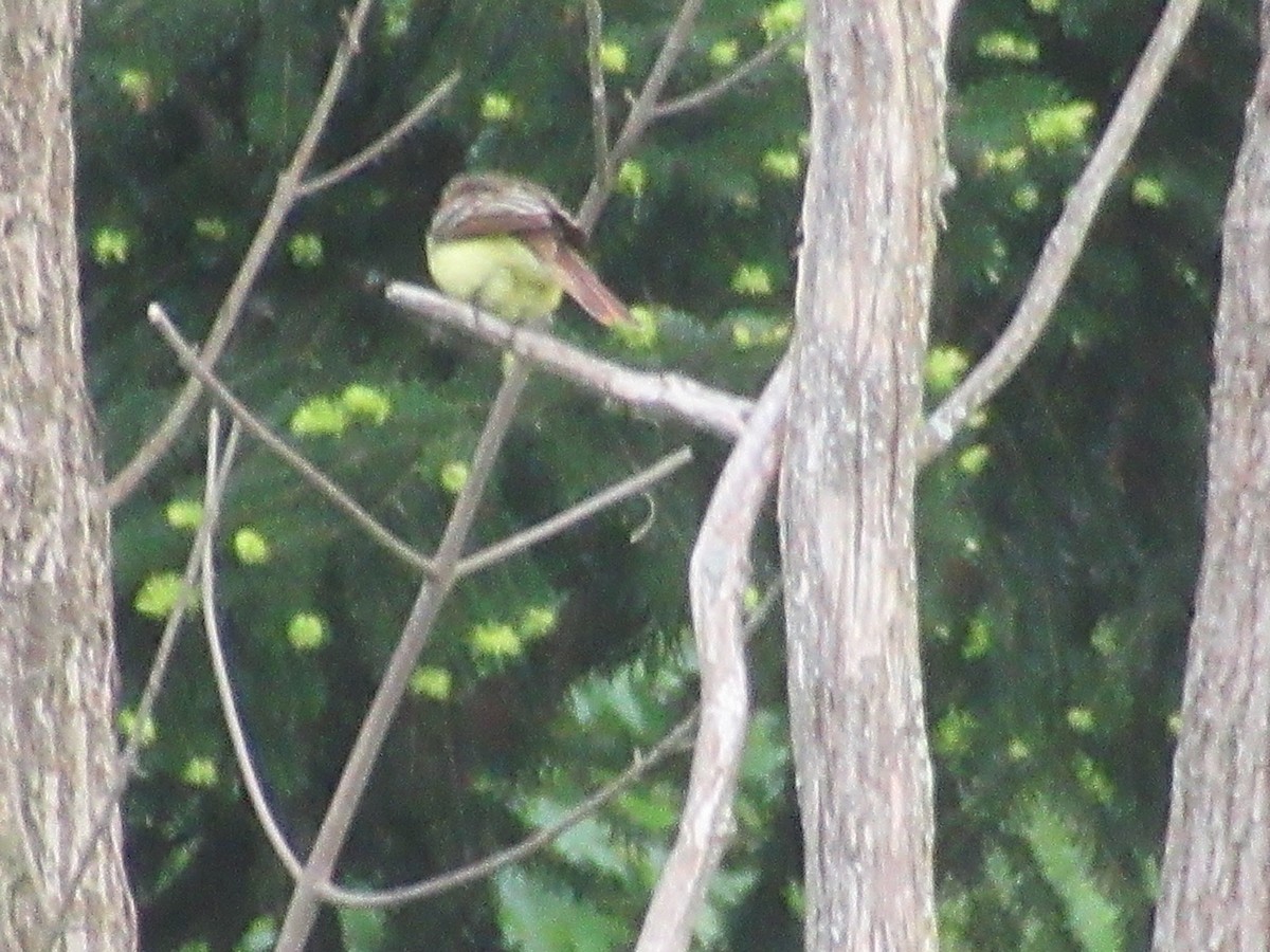 Great Crested Flycatcher - Barry Capella