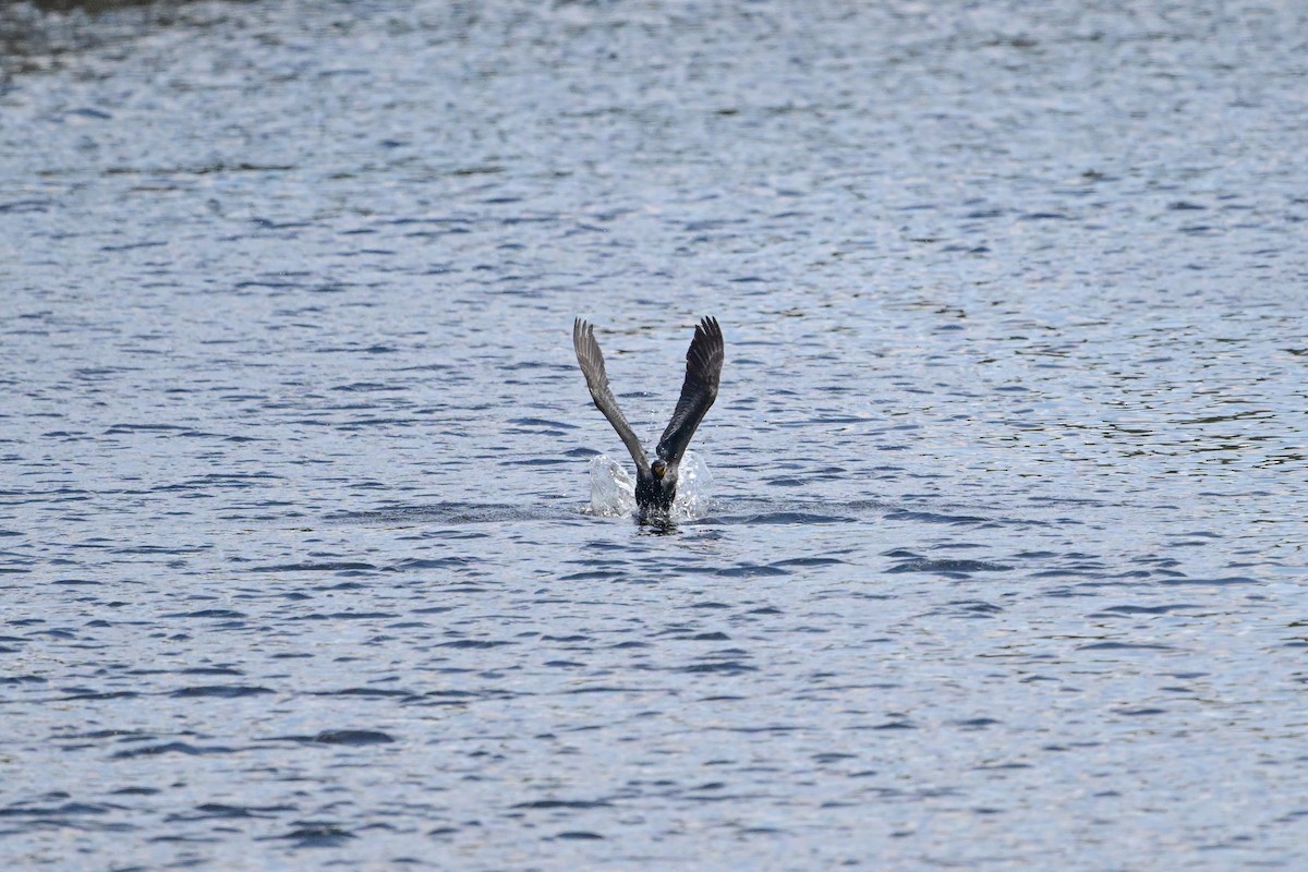 Double-crested Cormorant - ML619092978