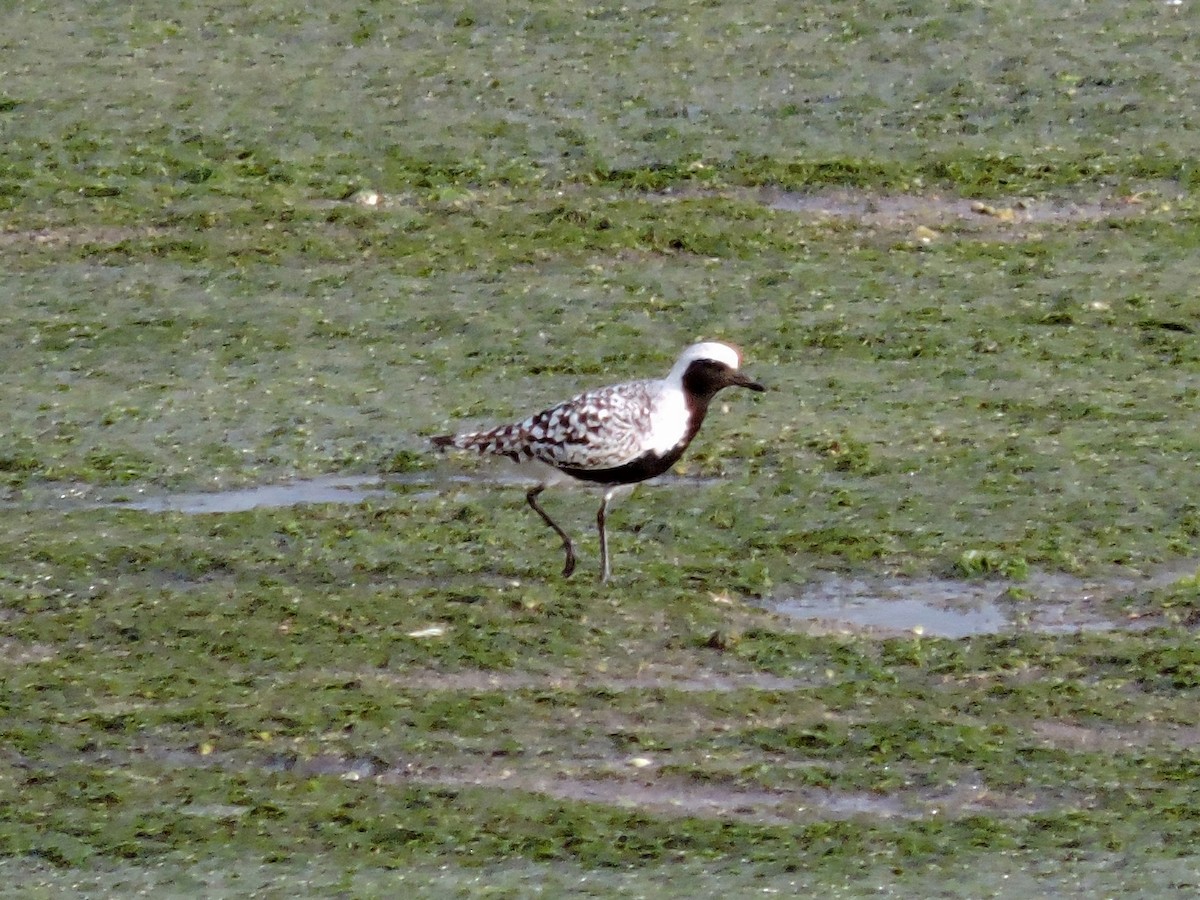 Black-bellied Plover - ML619092988