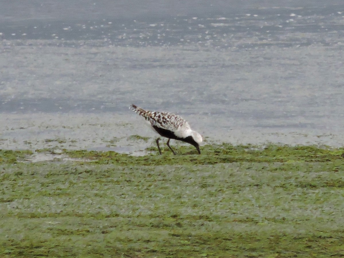 Black-bellied Plover - ML619092989