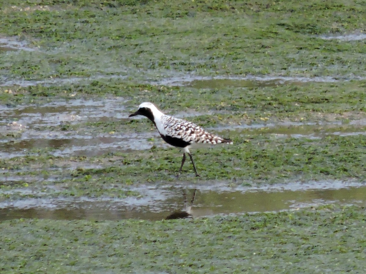 Black-bellied Plover - ML619092990