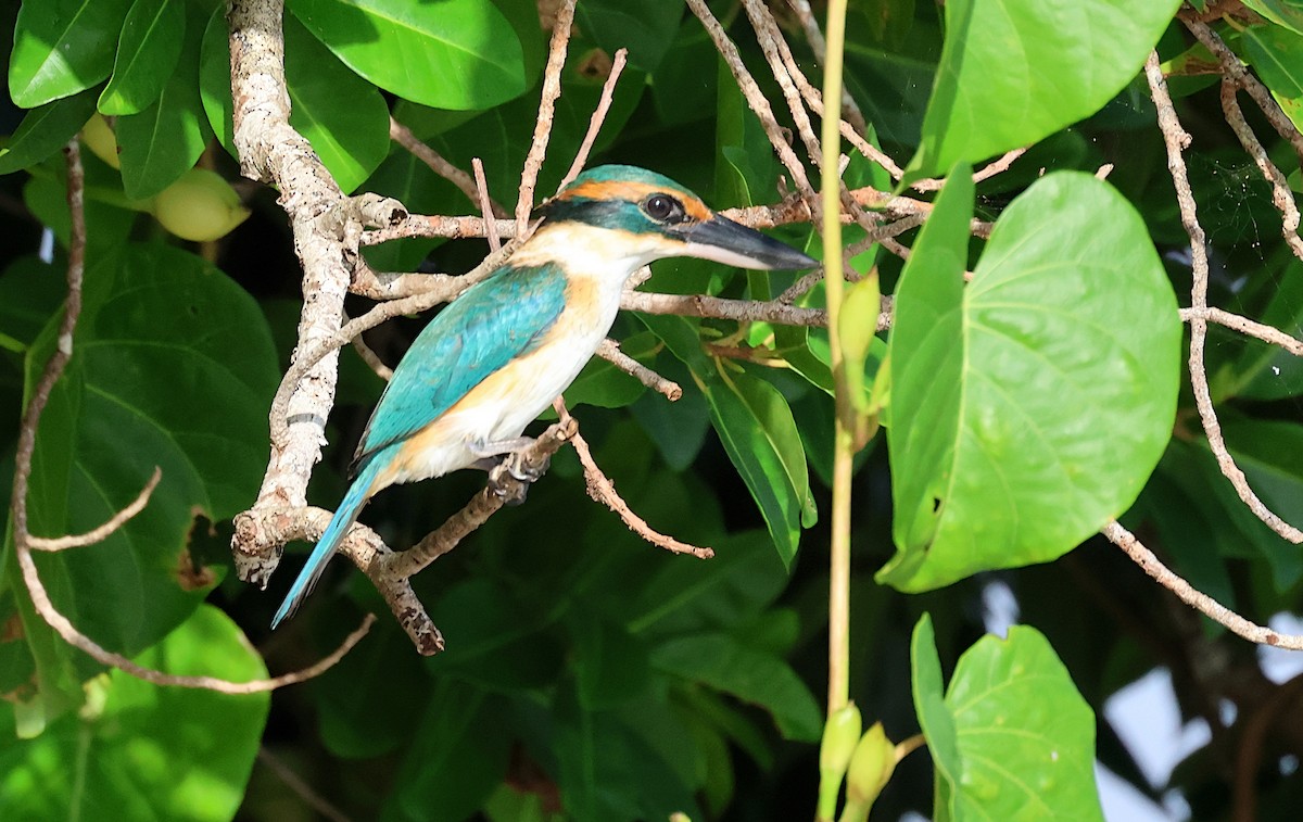 Pacific Kingfisher - ML619093003