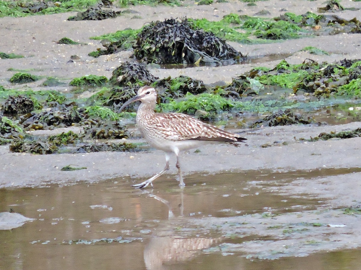 Whimbrel - ML619093005